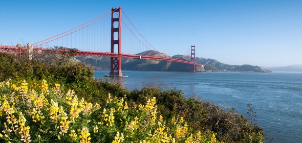 Golden Gate Bridge and yellow wildflowers.